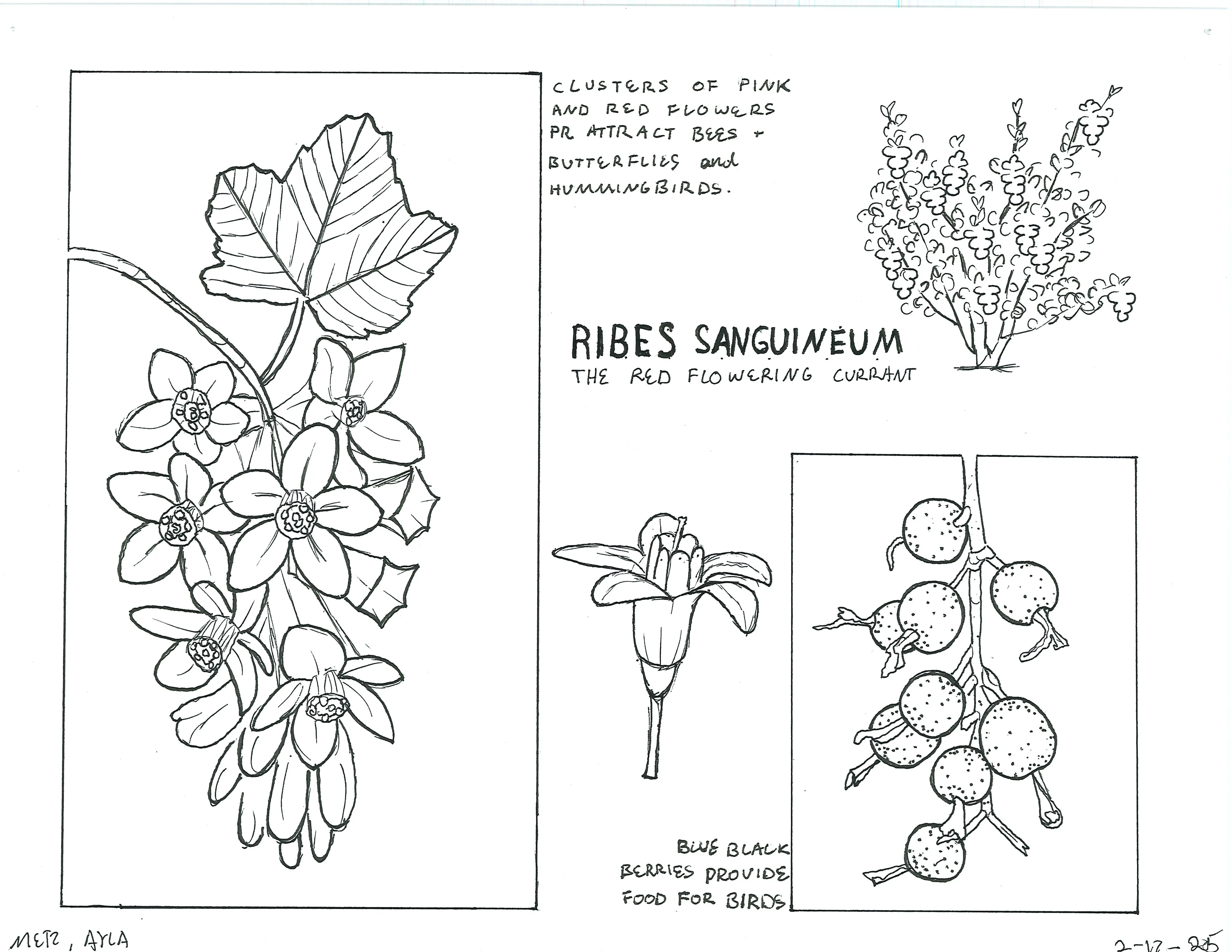 Hand-sketched artwork depicting the Red Flowering Currant bush. Notice clusters of flowers and berries from this majestic native plant.